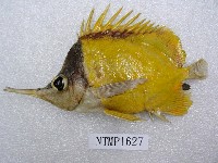 藏品(黃鑷口魚)的圖片